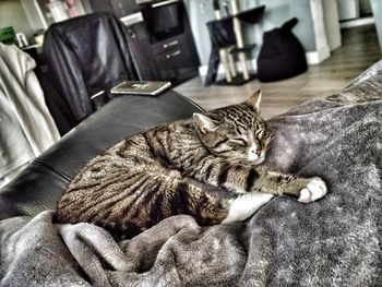 Close-up of cat sleeping on sofa