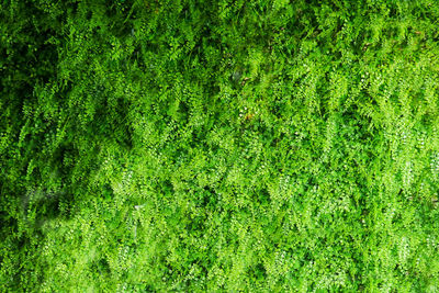 Full frame shot of green leaves on field