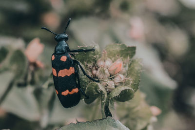 Close-up of butterfly pollinating on flower