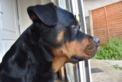 Close-up of a dog looking away
