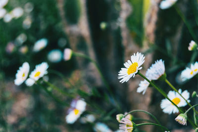 Close-up of white daisy flowers