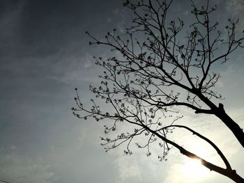 Low angle view of silhouette tree against sky