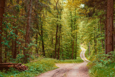 Forest walk in hochsauerlandkreis