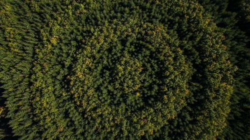 Full frame shot of topiary