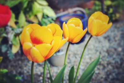 Close-up of fresh yellow flowers blooming outdoors