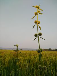 Plant growing on field against sky