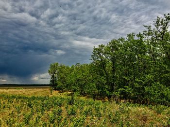 Trees on field against sky