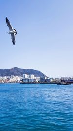 Seagull flying over sea