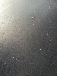 Close-up of lizard on road