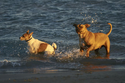 Dog on beach