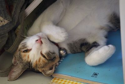 High angle view of cat sleeping