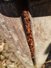 Close-up of insect on metal