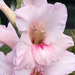 Close-up of pink flower blooming outdoors