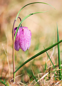 Close-up of pink flowering plant on field