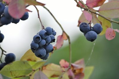 Close-up of grapes growing on plant