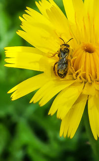 Close-up of honey bee on flower