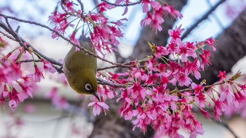 Low angle view of pink flowers blooming on tree