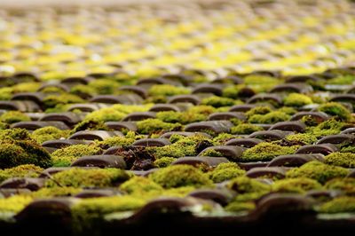 Full frame shot of fresh green plants