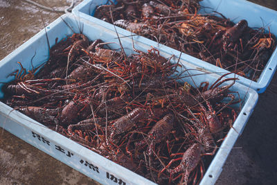 Lobsters landed at a fishing port in kumano city, mie prefecture, japan.