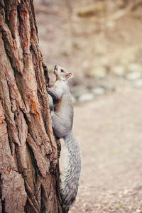 Grey fat squirrel with thick large furry tail sitting on tree in park outside. animal wild squirrel