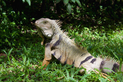 Close-up of a lizard on field