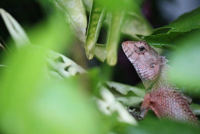 Close-up of oriental garden lizard