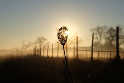 Silhouette plants growing on field against sky during sunset