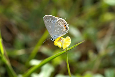 Close-up of butterfly pollinating on flower