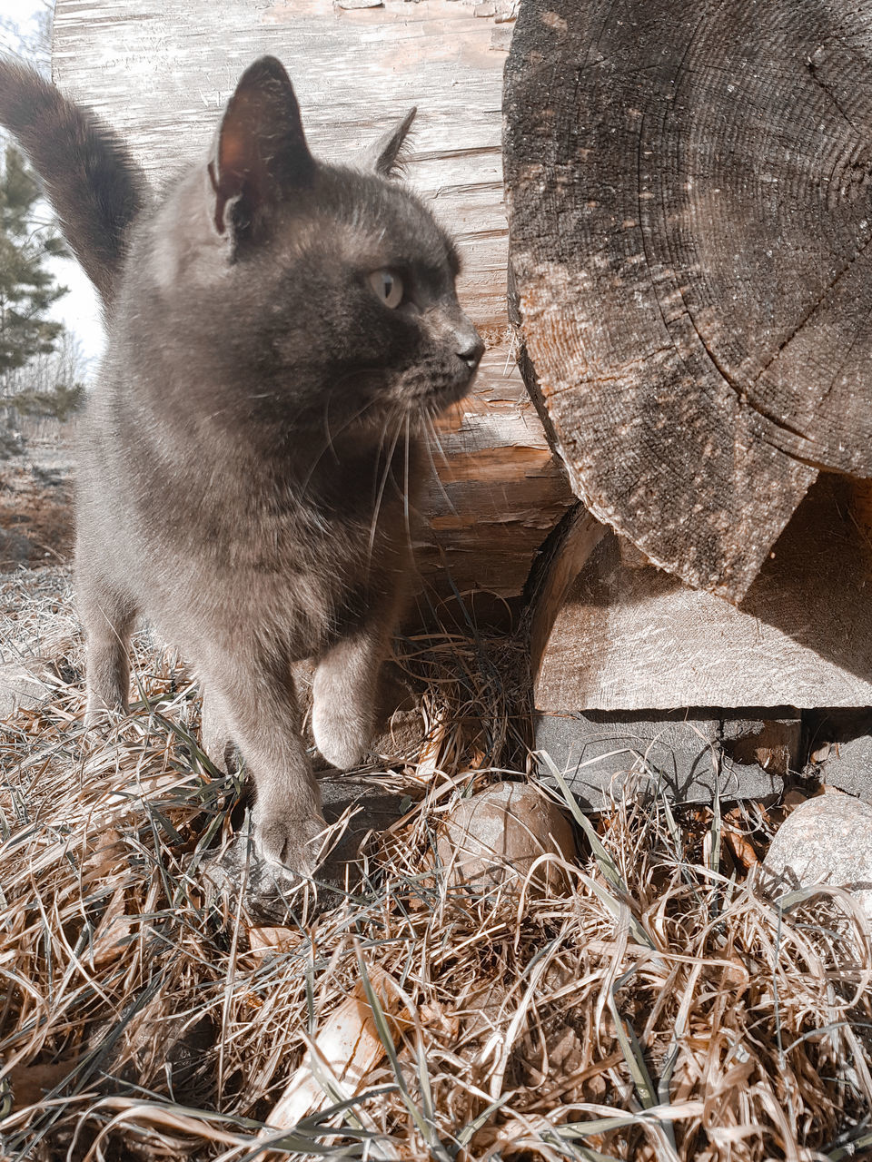 VIEW OF A CAT ON WOOD