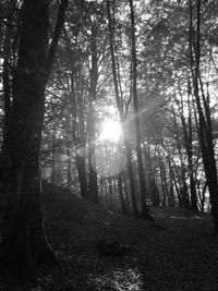 Trees in forest