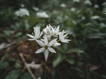 Close-up of white flowering plant