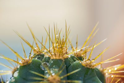 Close-up of succulent plant