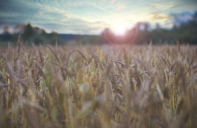 Close-up of cereal plants on field against the sky