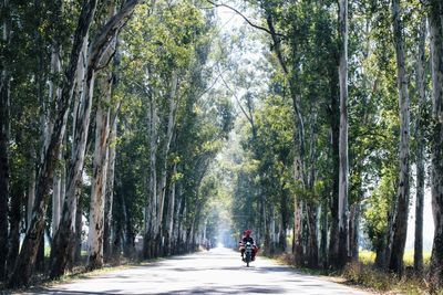 Man cycling on road amidst trees in forest