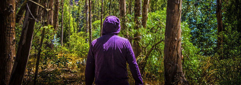 Trees in forest