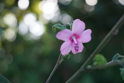 Close-up of flower blooming outdoors