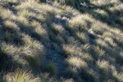 Full frame shot of grass on field