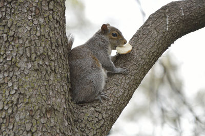 Close-up side view of a squirrel