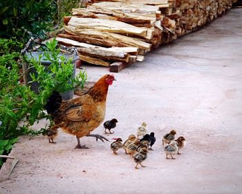 Flock of birds on ground