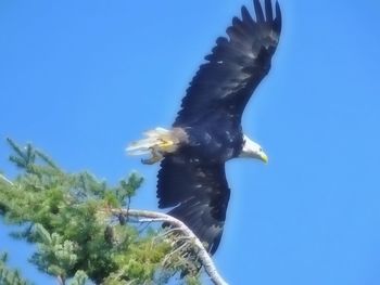 Low angle view of eagle flying against clear blue sky