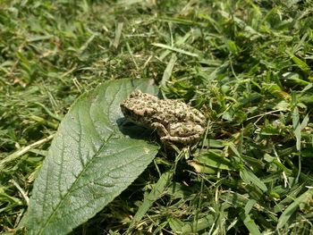 Close-up of frog