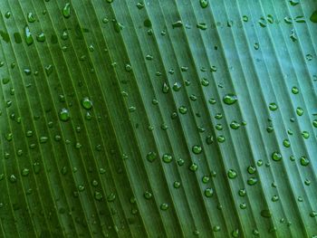 Full frame shot of wet leaf