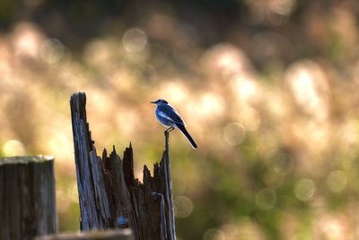 Bird perching on wooden post