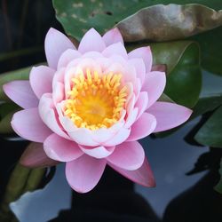 Close-up of pink water lily blooming in pond
