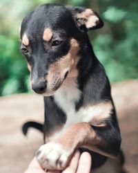 Close-up of puppy looking away