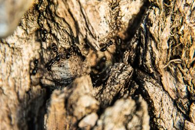 Close-up of lizard on tree stump