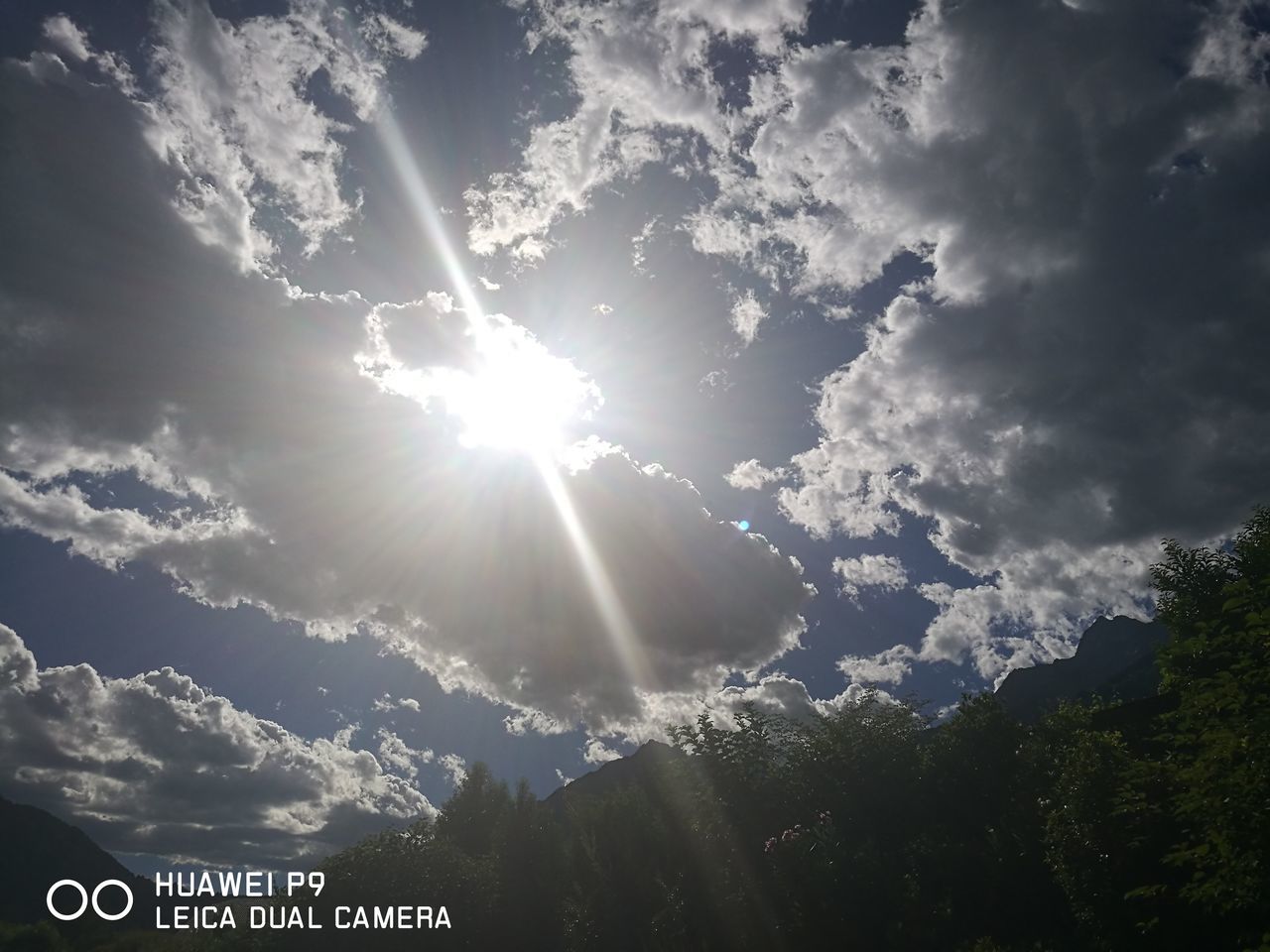 SUN SHINING THROUGH TREES