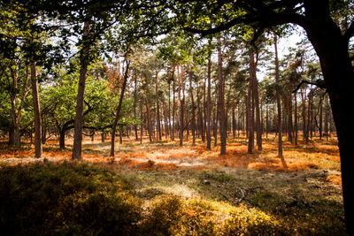 Trees in forest