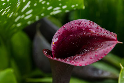 Close-up of raindrops on flower and leaves