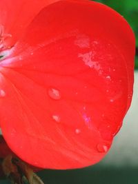 Close-up of red flowers